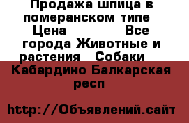 Продажа шпица в померанском типе › Цена ­ 20 000 - Все города Животные и растения » Собаки   . Кабардино-Балкарская респ.